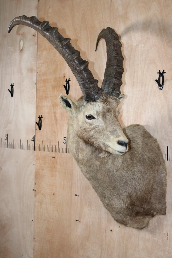 IBEX Shoulder Mount - 2