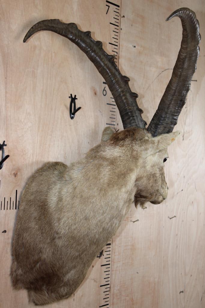 IBEX Shoulder Mount - 3