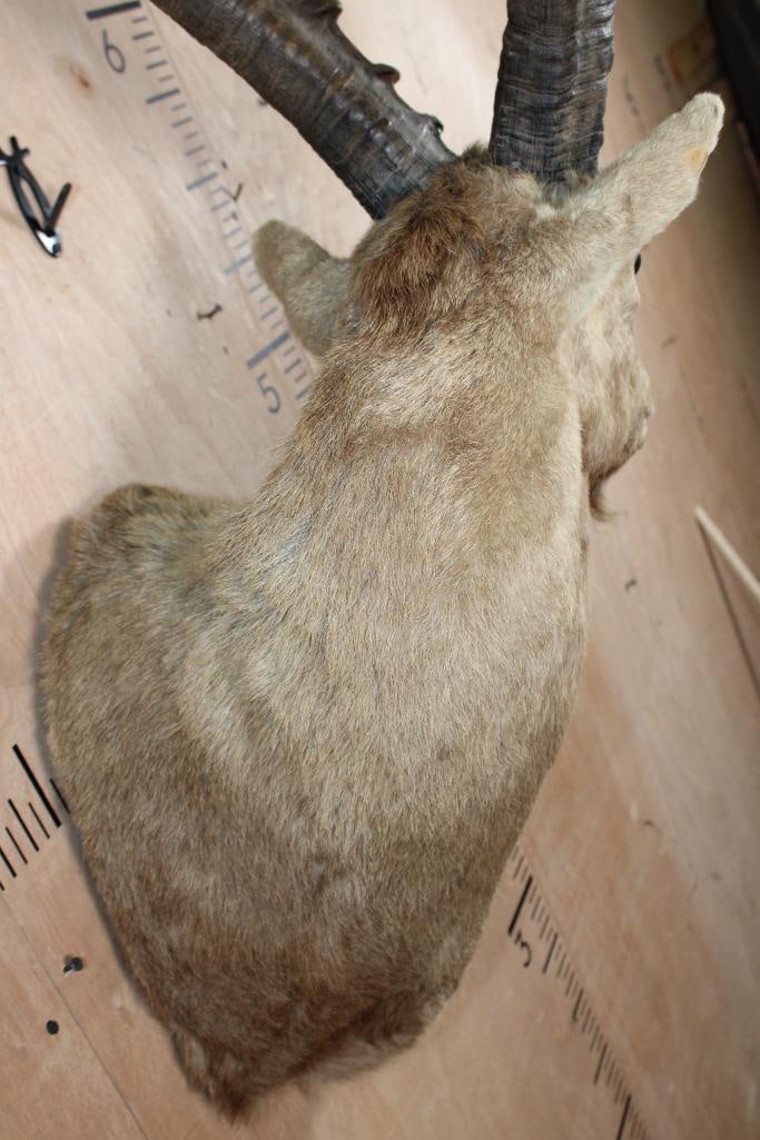 IBEX Shoulder Mount - 4