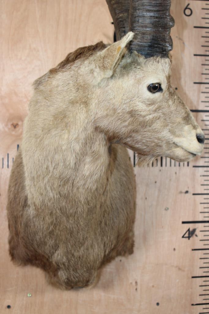 IBEX Shoulder Mount - 5