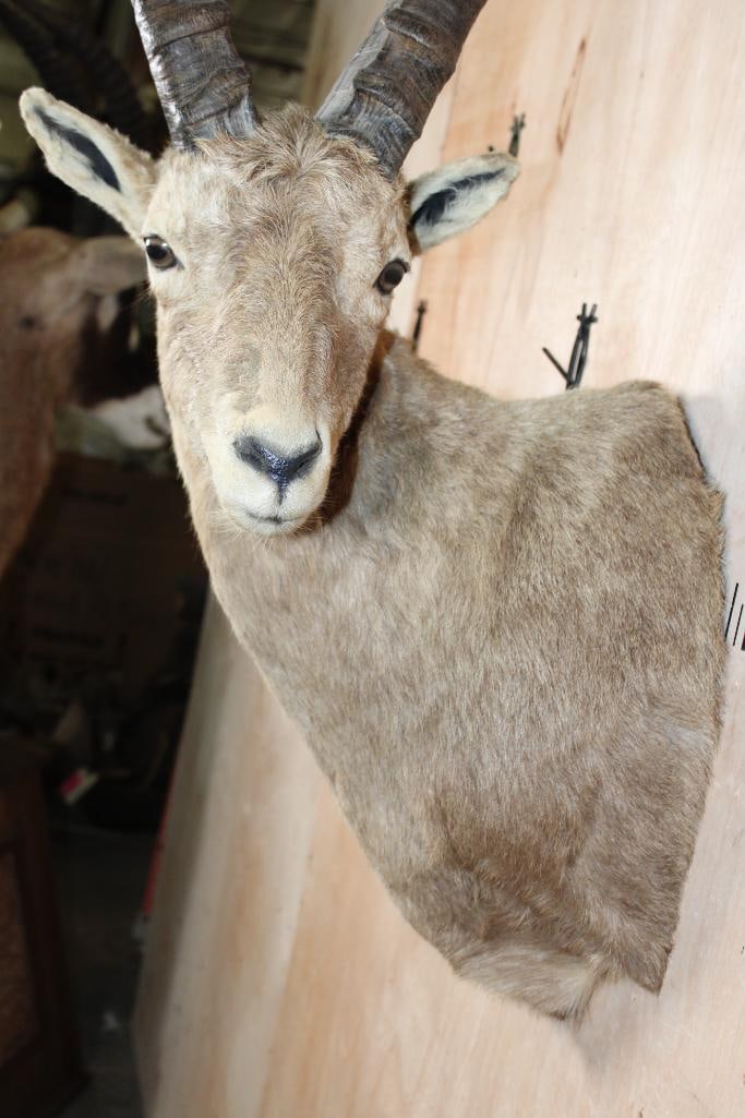 IBEX Shoulder Mount - 6