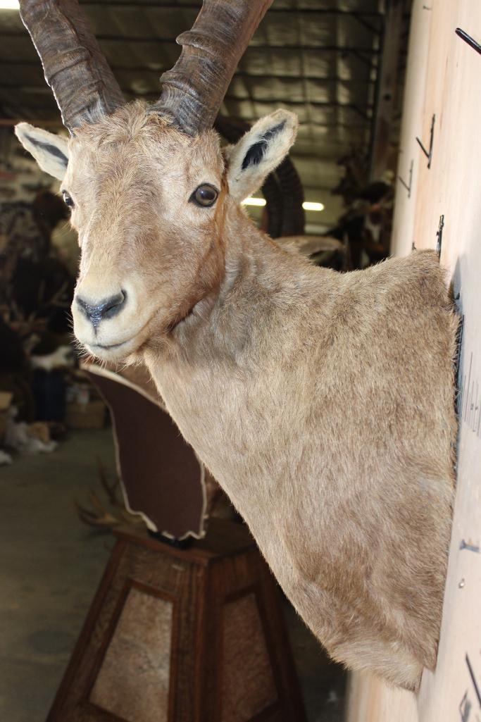 IBEX Shoulder Mount - 7