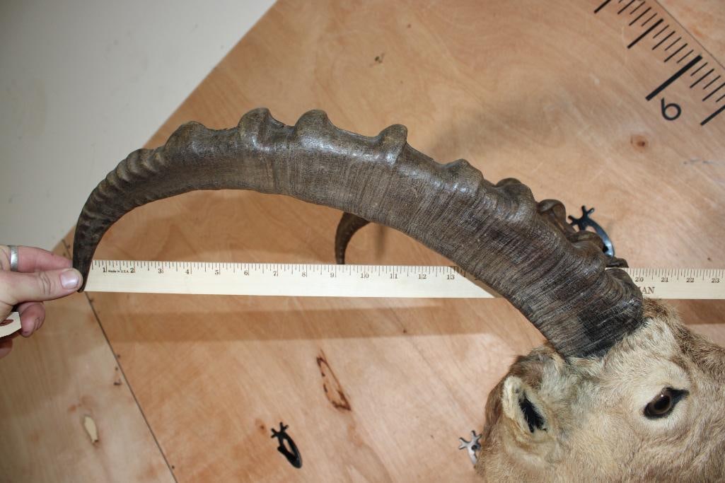 IBEX Shoulder Mount - 8