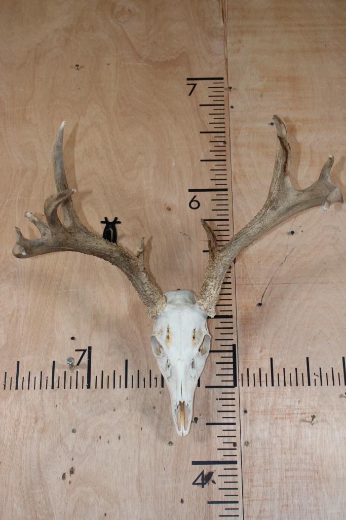 11-Point WHITETAIL DEER Skull: Very Respectable 11-Point WHITETAIL DEER Skull. It has a 23" Spread and All its Teeth. TAXIDERMY SKULLS 