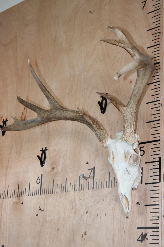 11-Point WHITETAIL DEER Skull - 2