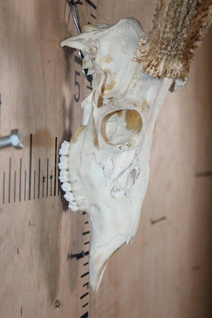 11-Point WHITETAIL DEER Skull - 4
