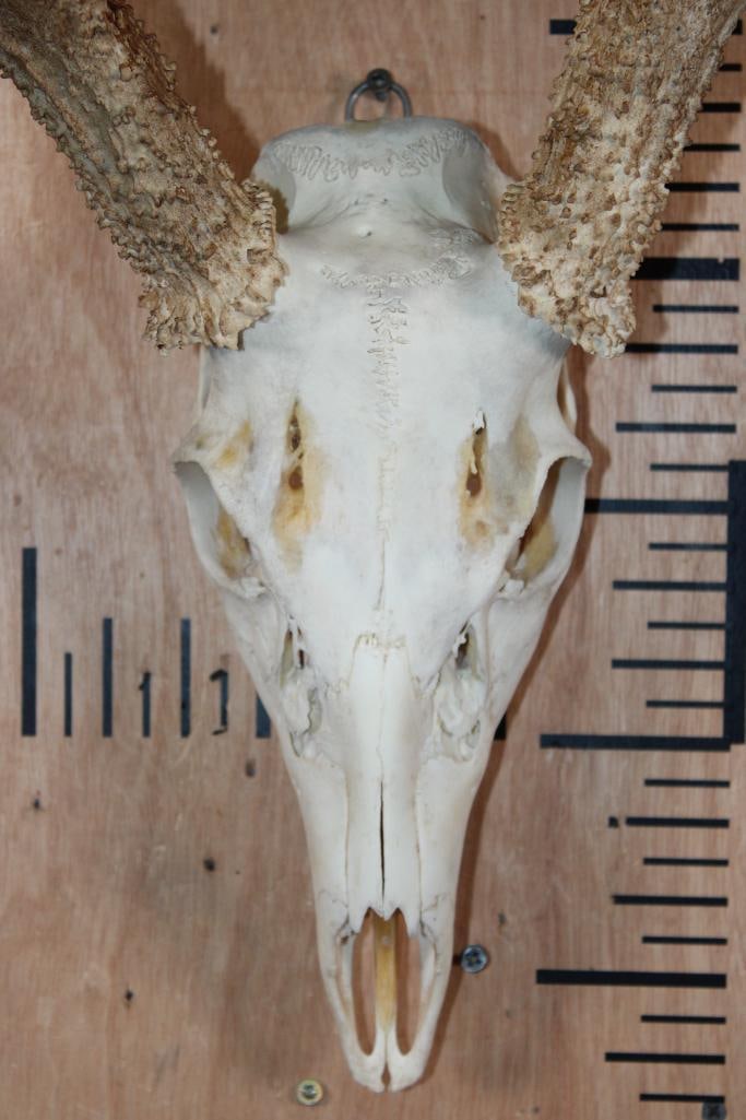 11-Point WHITETAIL DEER Skull - 5