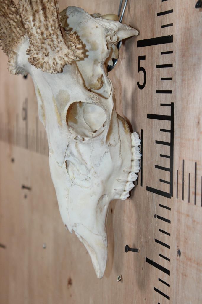 11-Point WHITETAIL DEER Skull - 6