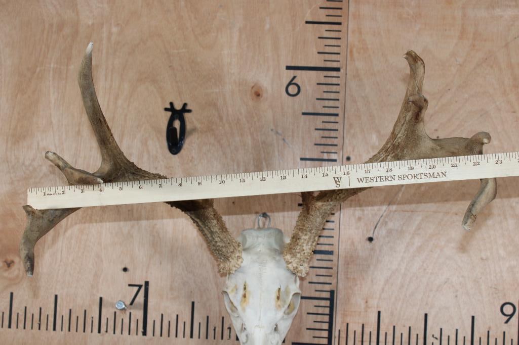 11-Point WHITETAIL DEER Skull - 7