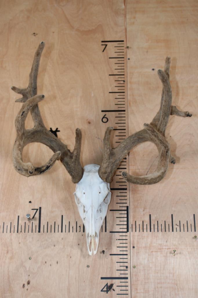 14-Point WHITETAIL DEER Skull in Velvet: Very Respectable 14-Point WHITETAIL DEER Skull in Velvet. It has a 22.25" Spread and All its Teeth. TAXIDERMY SKULLS 