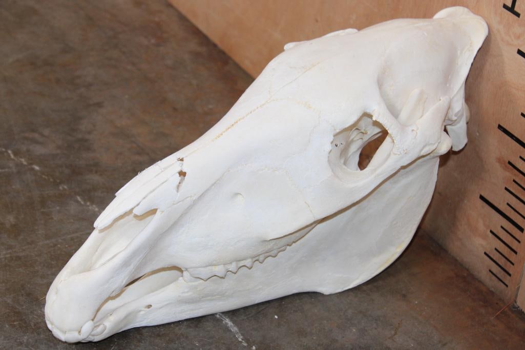 (2 Piece) ZEBRA Skull with All its Teeth: 2 Piece ZEBRA Skull with All its Teeth. It measures 16.5" Long x 7" Wide x 10" Tall and has glue repairs. TAXIDERMY SKULLS 