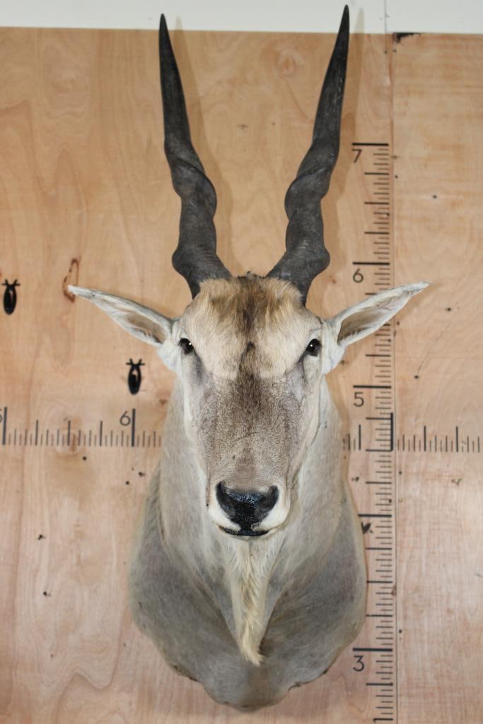 ELAND Shoulder Mount: Nice ELAND Shoulder Mount. It is in Good Condition. TAXIDERMY