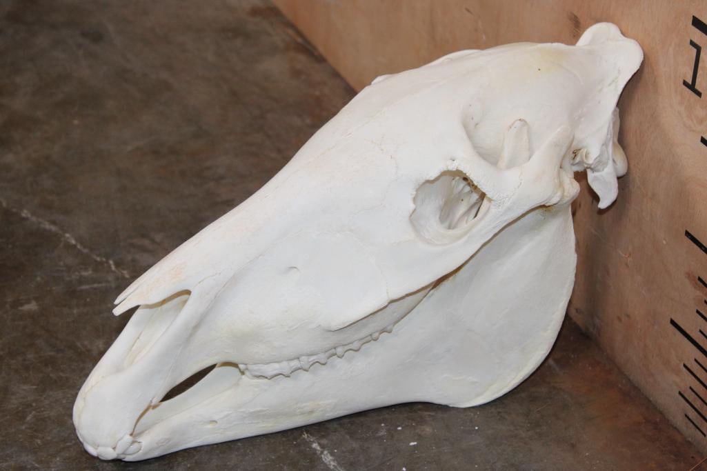 ZEBRA Skull with All its Teeth (1 of 7)