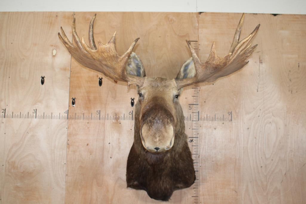 XXL 30-Point MOOSE Shoulder Mount (1 of 11)