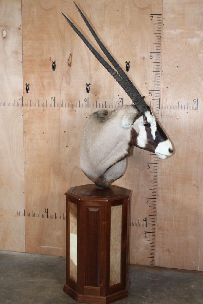 GEMSBOK Pedestal Mount with 4 GEMSBOK Hide Panels: GEMSBOK Pedestal Mount. The Left Horn measures 32.5" Long and the Right Horn measures 31.75" Long. It is mounted on a nice Wood Pedestal with 4 GEMSBOK Hide Panels. This mount is in Good