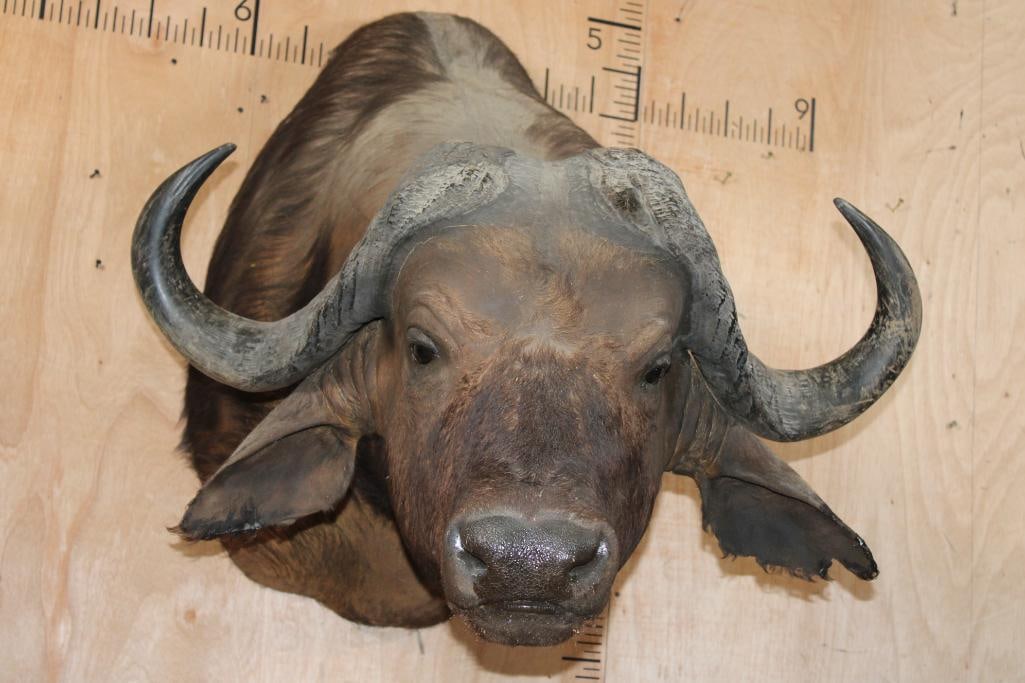 CAPE BUFFALO Shoulder Mount: CAPE BUFFALO Shoulder Mount. It has a 37" Spread, there is minor damage to both ears. TAXIDERMY 