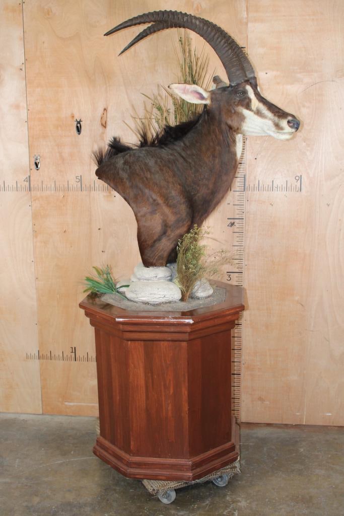 SABLE Pedestal Mount: SABLE Pedestal Mount. The Left Horn measures 36" Long and the Right Horn measures 33 1/8" Long. It has had a previous horn repair, the left ear needs reconstruction and the base has damage.