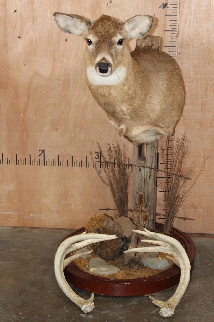 Heavy 11-Point WHITETAIL DEER Pedestal Mount (antlers need reattaching) (1 of 11)