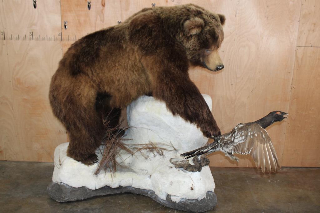 Massive RUSSIAN BROWN BEAR with a CAPERCAILLIE Bird in Flight on a Snowy Base: Absolutely Massive RUSSIAN BROWN BEAR with All its Big Claws and a Life-sized CAPERCAILLIE Bird in Flight. The Bear is in Very Good Condition, he has a HUGE head and measures 92" Long from the Nose to