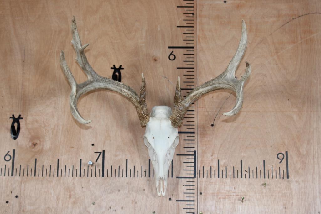 9-Point WHITETAIL DEER Skull: Nice 9-Point WHITETAIL DEER Skull with a 21 5/8" Spread and All its Teeth. TAXIDERMY SKULLS