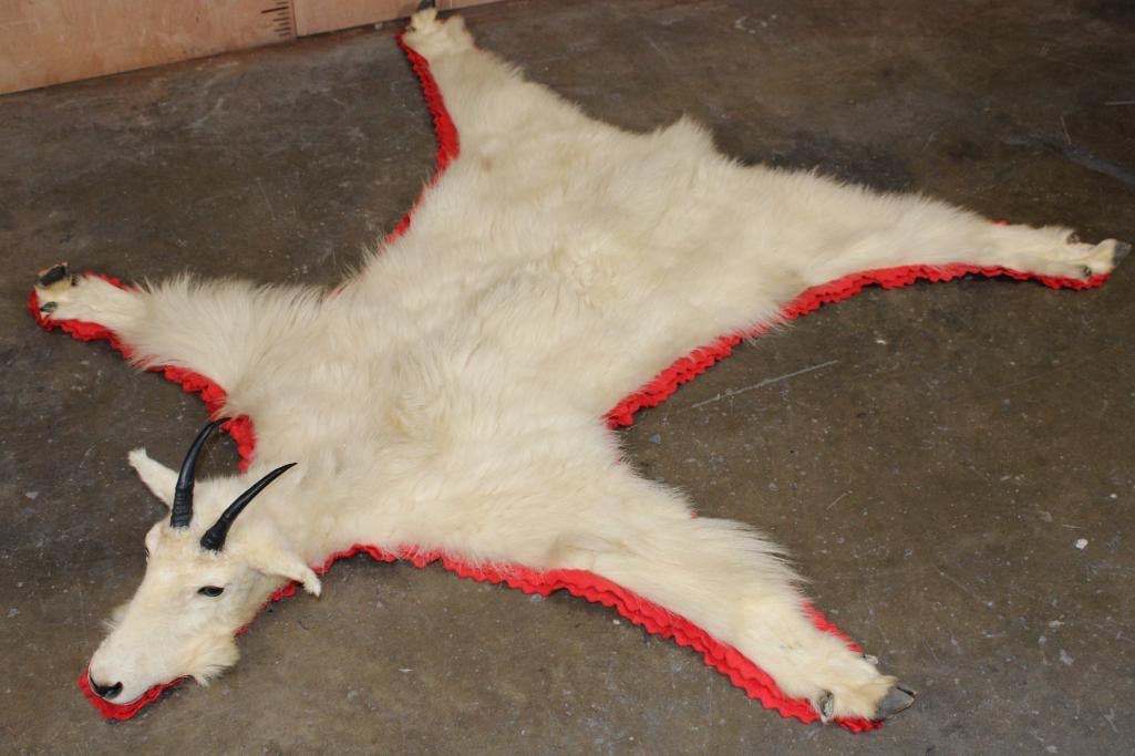 Double Felted MOUNTAIN GOAT Rug with its Mounted Head and Hooves (1 of 11)