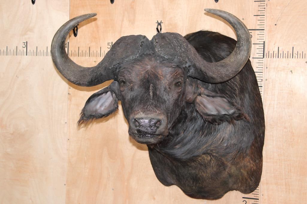 CAPE BUFFALO Shoulder Mount: Very Nice, Clean, and Newer CAPE BUFFALO Shoulder Mount. It has a 37.5" Spread and is in Good Condition. TAXIDERMY 