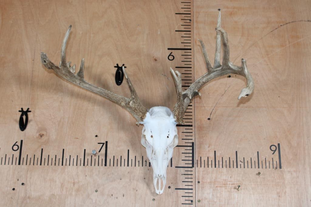 Big Left Side Dominant 17-Point WHITETAIL DEER Skull: Big 17-Point WHITETAIL DEER Skull. It is Left side dominant and has a 26.25" Spread. TAXIDERMY SKULLS 