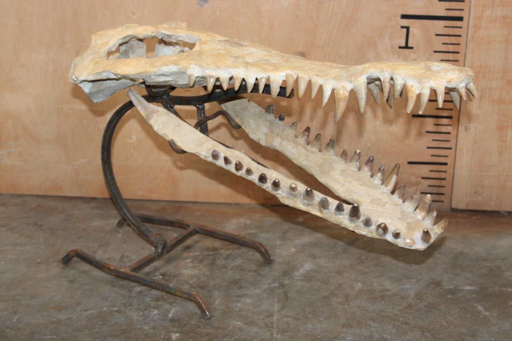 Fossilized CROCODILIAN Skull on a Custom Metal and Wood Stand: Fossilized CROCODILIAN Skull (2 pieces). This is a museum restoration and construction from Morocco. It is displayed on a custom-made Metal and Wood Stand and measures 19.5" Long x 9.25" Wide x 14" Ta