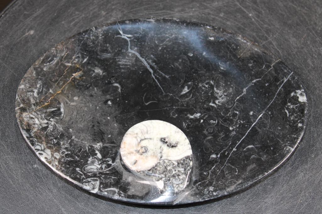 Polished ORTHOCERAS and AMMONITE Fossil Matrix Tray or Plate, Weight: 1 lb (1 of 4)