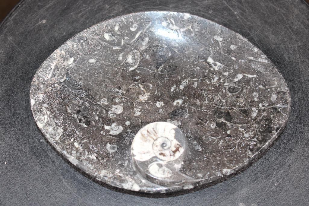 Polished ORTHOCERAS and AMMONITE Fossil Matrix Tray or Plate, Weight: 1 lb: Beautiful Cut, Formed, and Polished ORTHOCERAS and AMMONITE Fossil Matrix Tray or Plate. It has been carved from a single piece of fossil and measures 8" Long x 6 1/8" Wide x 1 1/8" Tall. The Total