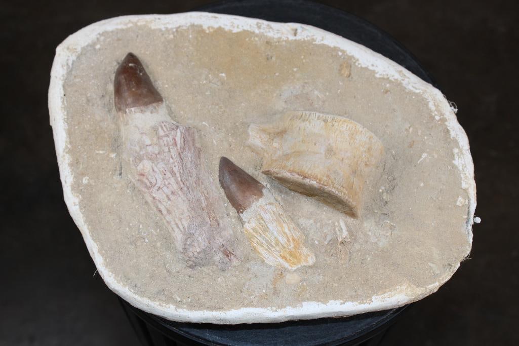 2 XL Fully Rooted MOSASAUR Teeth Fossils and Vertebrae Bones in a Fossil Matrix, Weight: 9 lbs: 2 XL Fully Rooted MOSASAUR Teeth Fossils and Vertebrae Bones in a Fossil Matrix from Morocco. The specimen measures 13" Long x 10" Wide x 3.75" Thick and the Total Weight is 9 lbs 8 oz. Mosasaurs