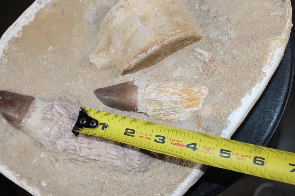 2 XL Fully Rooted MOSASAUR Teeth Fossils and Vertebrae Bones in a Fossil Matrix, Weight: 9 lbs - 4