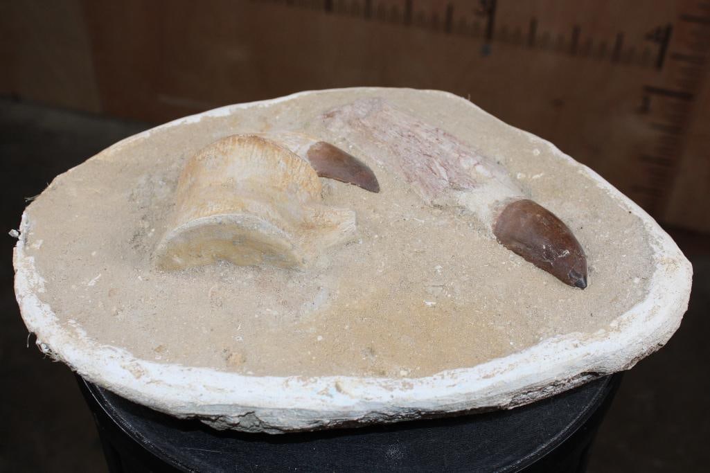 2 XL Fully Rooted MOSASAUR Teeth Fossils and Vertebrae Bones in a Fossil Matrix, Weight: 9 lbs - 5