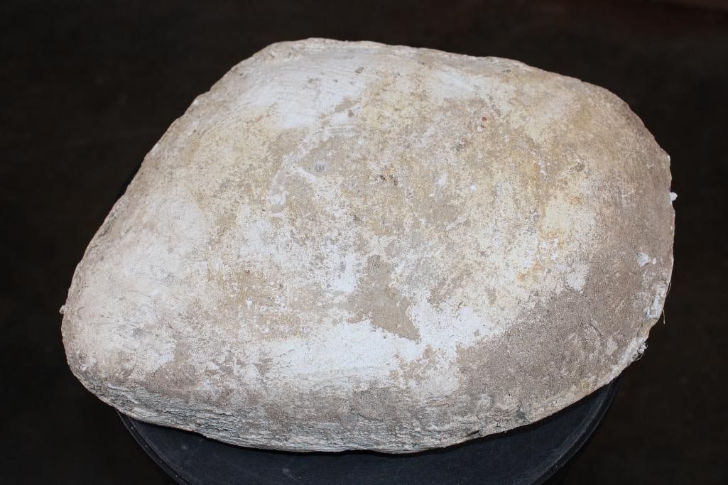 2 XL Fully Rooted MOSASAUR Teeth Fossils and Vertebrae Bones in a Fossil Matrix, Weight: 9 lbs - 6