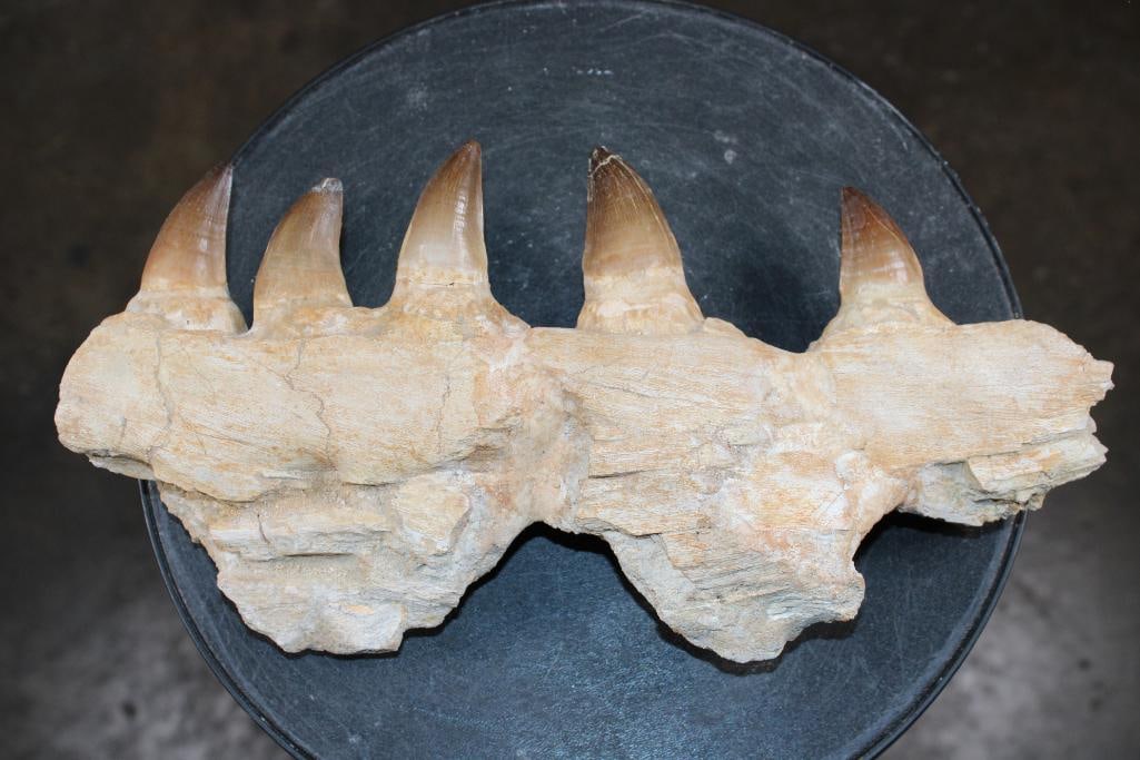 Fossilized MOSASAUR Jaw Section with 5 Fully Rooted Fossilized Teeth, Weight: 5 lbs: Fossilized MOSASAUR Jaw Section with 5 Fully Rooted Fossilized Teeth. This specimen was sourced in Morocco. It measures 13.75" Long x 7" Wide x 2 5/8" Thick and the The Total Weight is 5 lbs. Mos