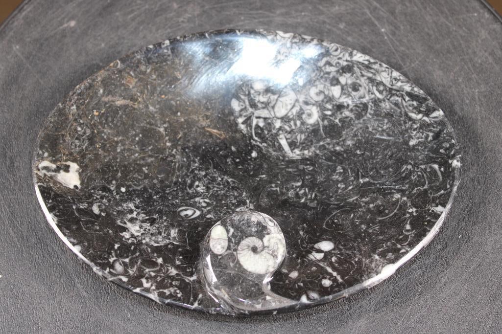 Polished ORTHOCERAS and AMMONITE Fossil Matrix Tray or Plate, Weight: 1 lb (1 of 5)