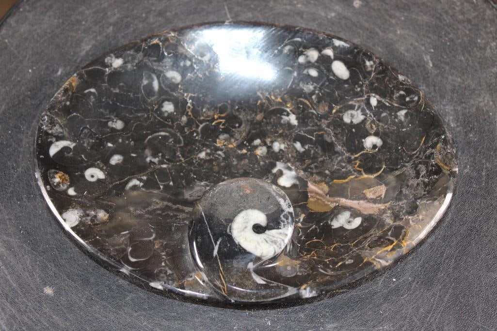 Polished ORTHOCERAS and AMMONITE Fossil Matrix Tray or Plate, Weight: 1 lb: Beautiful Cut, Formed, and Polished ORTHOCERAS and AMMONITE Fossil Matrix Tray or Plate. It has been carved from a single piece of fossil and measures 8 1/8" Long x 6" Wide x 1" Tall. The Total