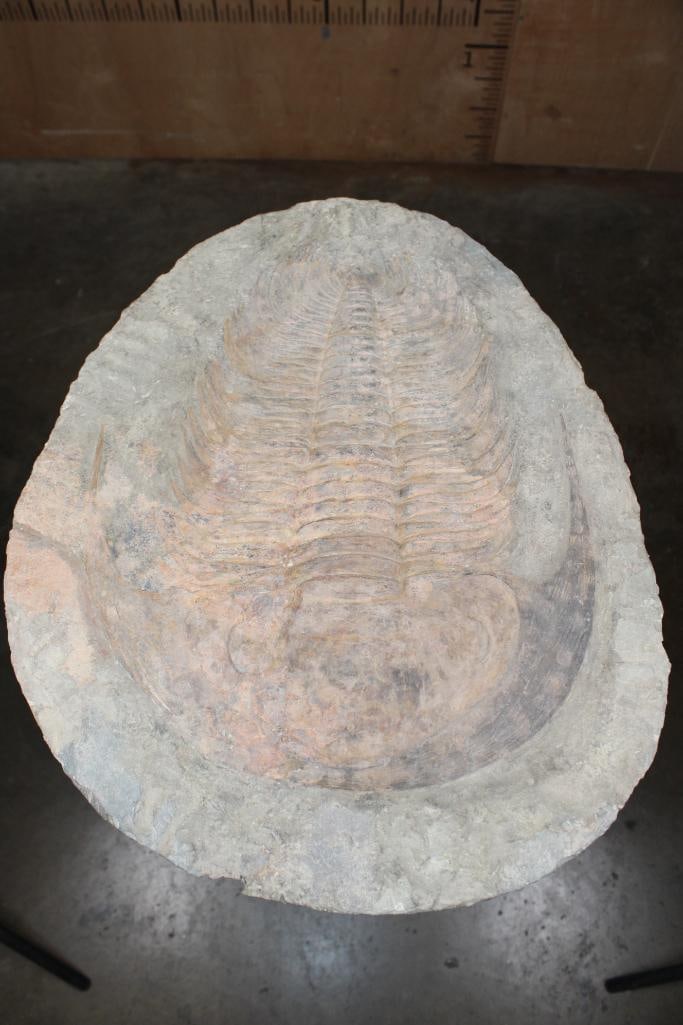 XXL DROTOPS MEGALOMANICUS Fossil in a Matrix Plate, Weight: 14 lbs: XXL DROTOPS MEGALOMANICUS Fossil in a Matrix Plate from Morocco. It measures 18 5/8" Long x 15 1/8" Wide x 1" Thick and the Total Weight is 14 lbs 3 oz. Drotops is a genus of Trilobites from the