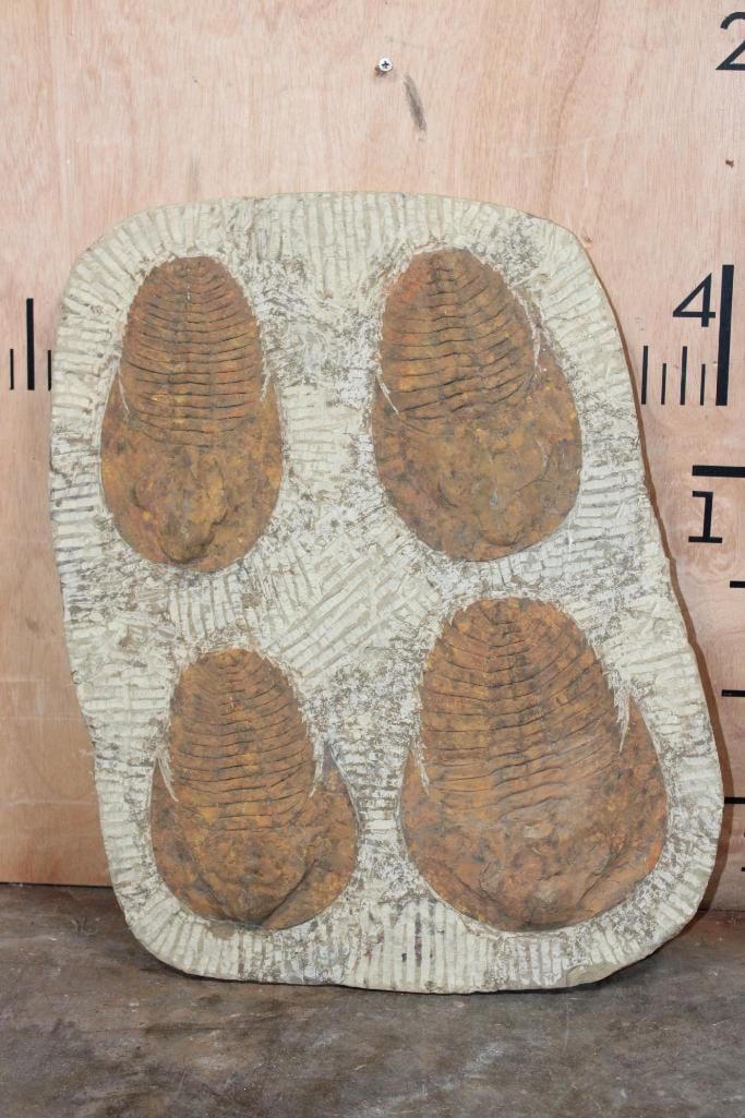 4 XL Moroccan TRILOBITE Fossils in a Matrix Display, Weight: 24 lbs (1 of 8)