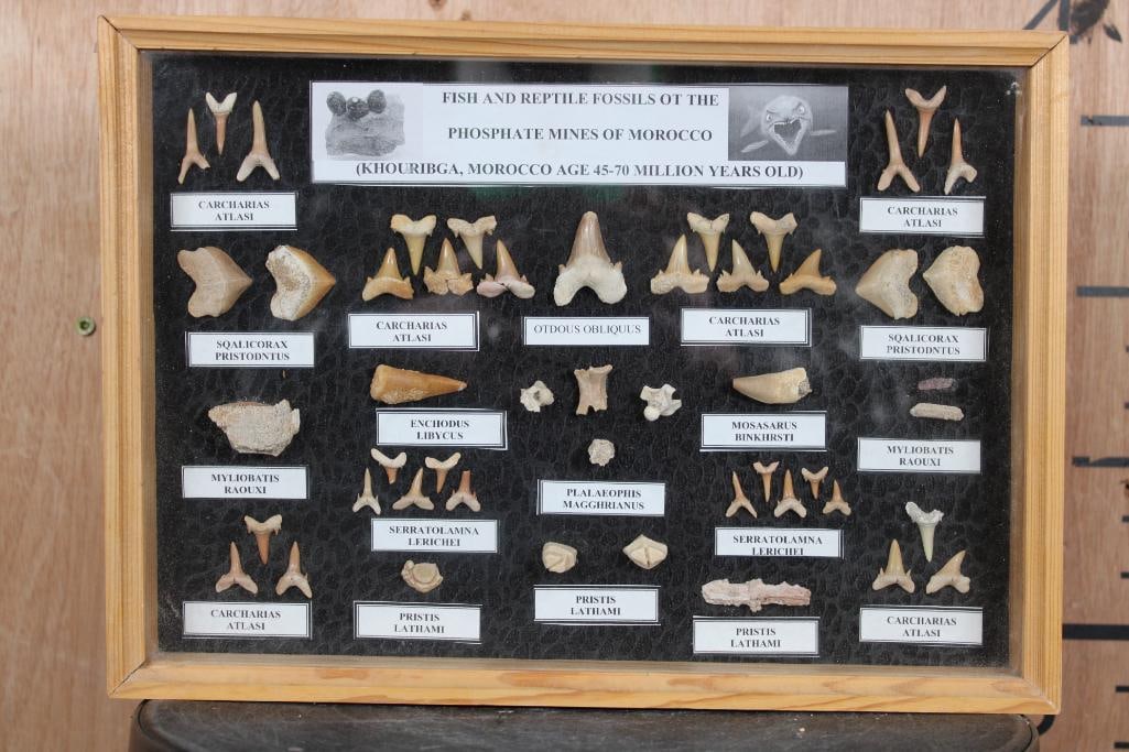 FISH AND REPTILE Specimen Fossils of the Phosphate Mines of Morocco in a Display Case: Very Nice display of FISH AND REPTILE Fossil Specimens from the Phosphate Mines of Khouribga, Morocco. They are each labeled with their scientific name. There are Carcharias Attlase- Sand Tiger