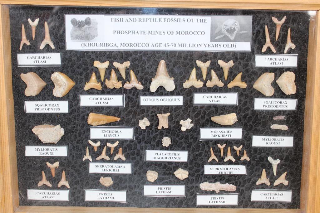 FISH AND REPTILE Specimen Fossils of the Phosphate Mines of Morocco in a Display Case - 2