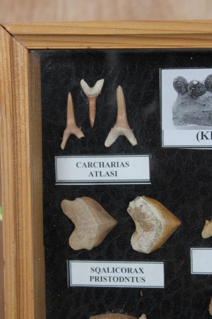 FISH AND REPTILE Specimen Fossils of the Phosphate Mines of Morocco in a Display Case - 3