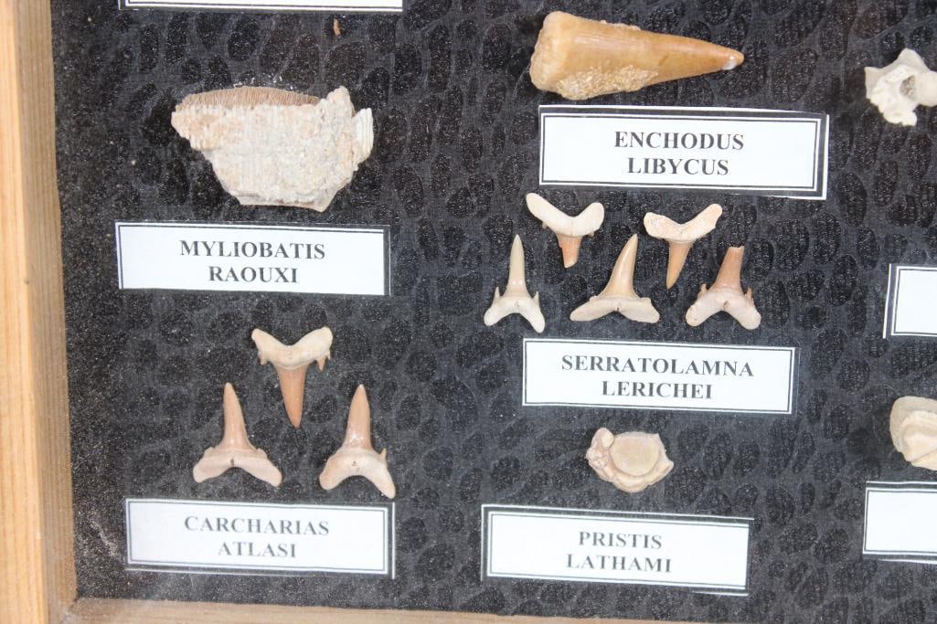 FISH AND REPTILE Specimen Fossils of the Phosphate Mines of Morocco in a Display Case - 6