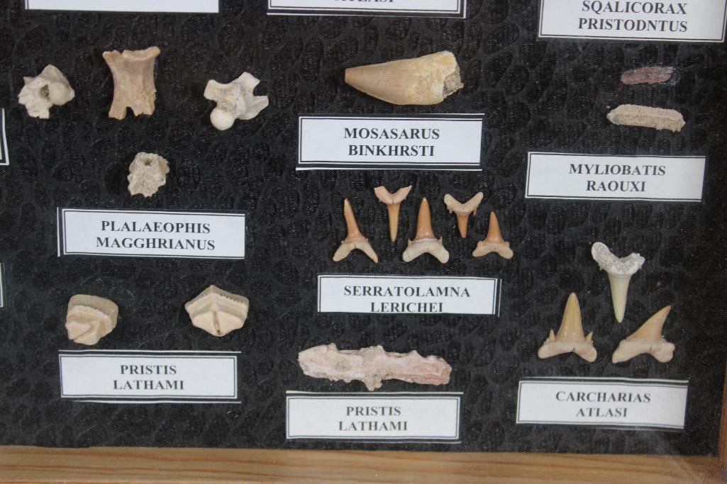 FISH AND REPTILE Specimen Fossils of the Phosphate Mines of Morocco in a Display Case - 7