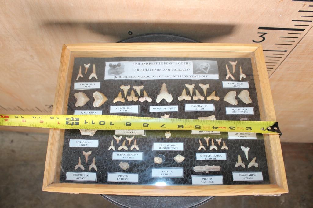 FISH AND REPTILE Specimen Fossils of the Phosphate Mines of Morocco in a Display Case - 8