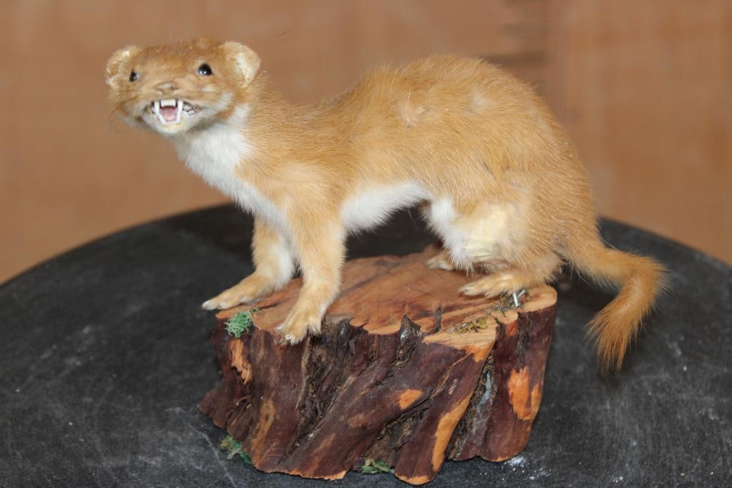 Life-sized STOAT on a Log Slice Base: Little Life-sized STOAT (Mustela erminiea) on a Log Slice Base. It measures 6" Long x 2.5" Wide x 5" Tall and the Stoat is Removable. This is an older mount in Good Condition. TAXIDERMY 