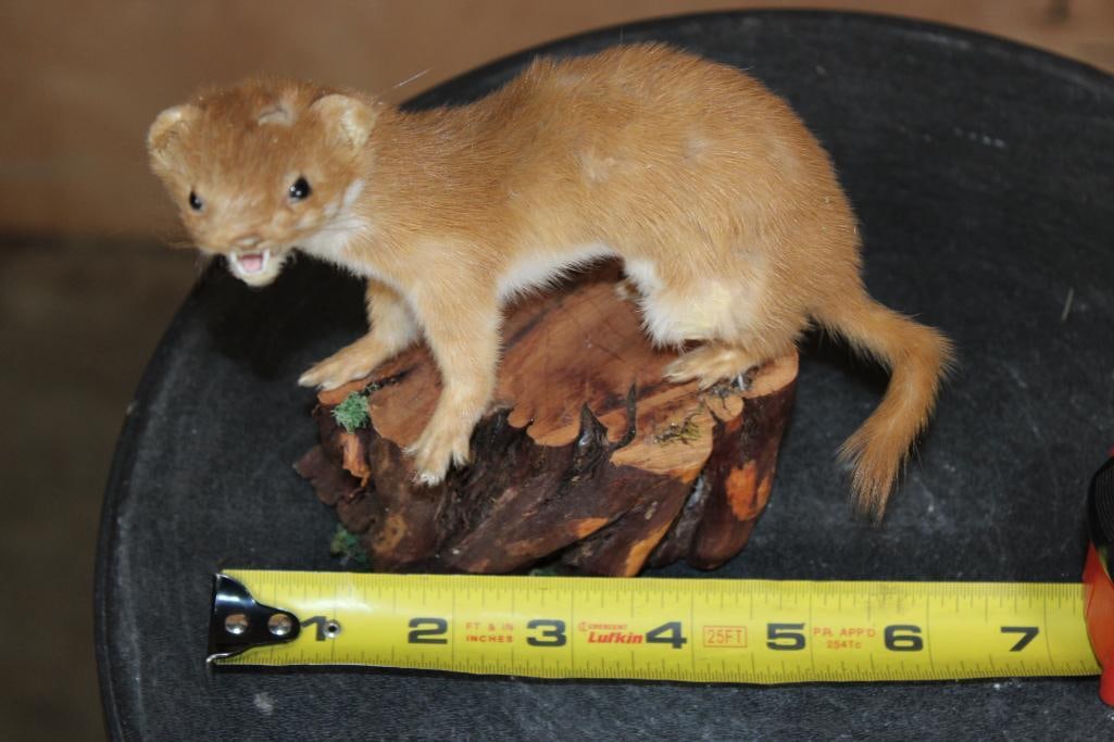 Life-sized STOAT on a Log Slice Base - 2