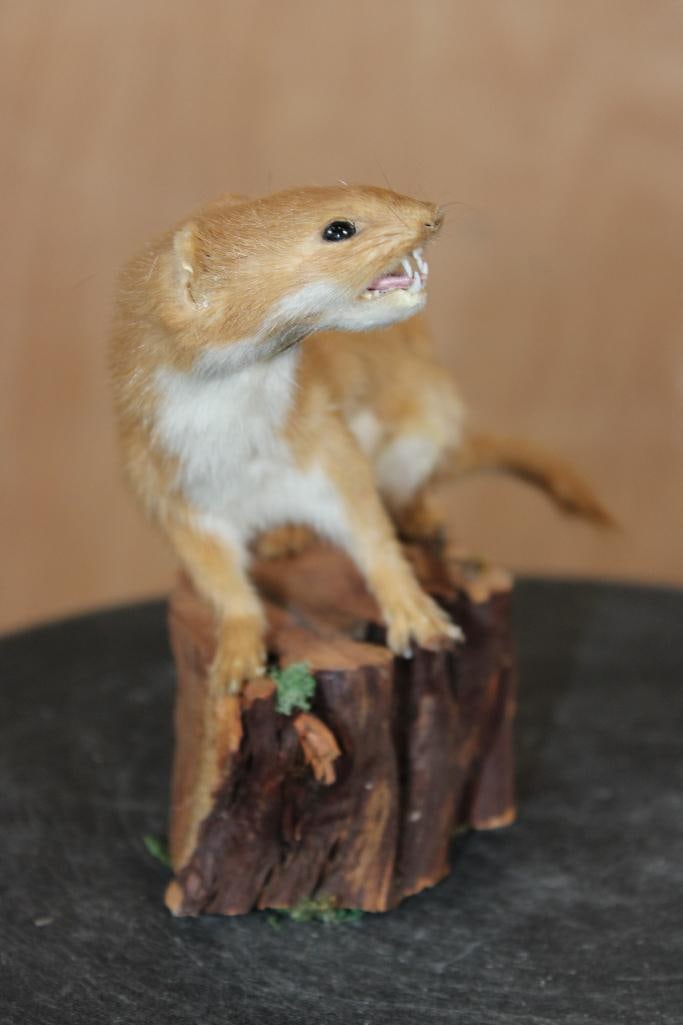 Life-sized STOAT on a Log Slice Base - 3