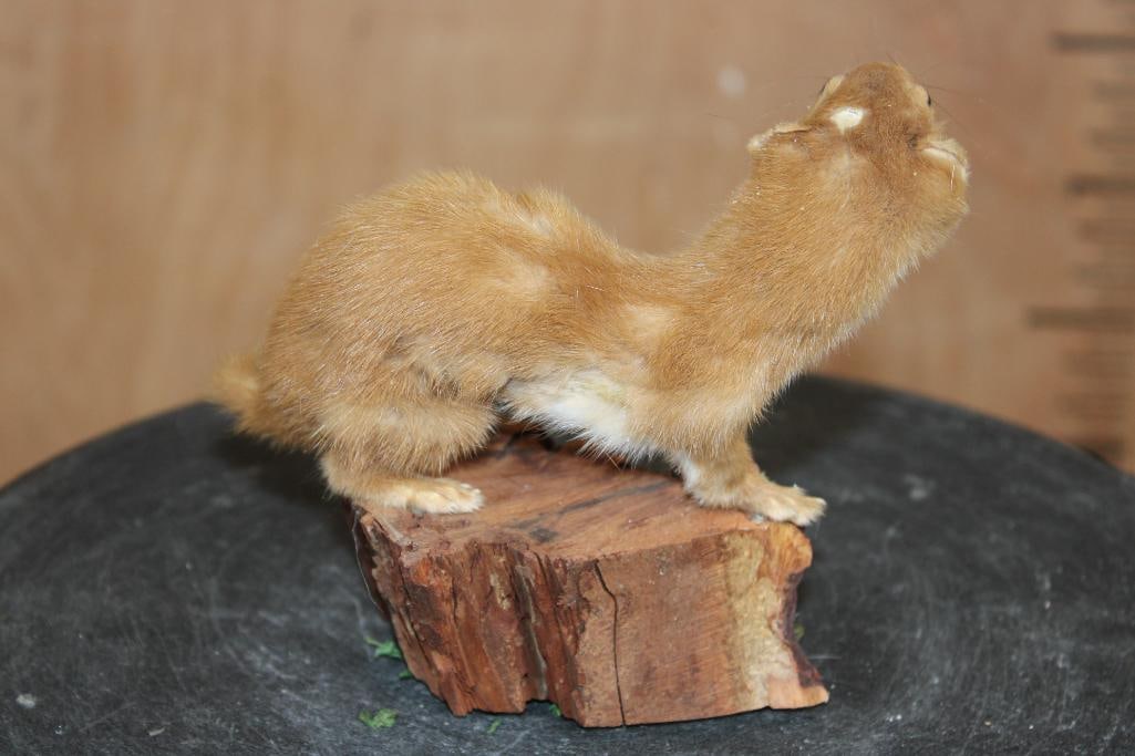 Life-sized STOAT on a Log Slice Base - 4