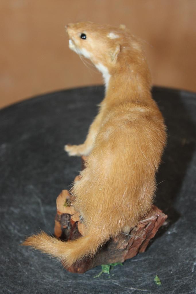 Life-sized STOAT on a Log Slice Base - 5